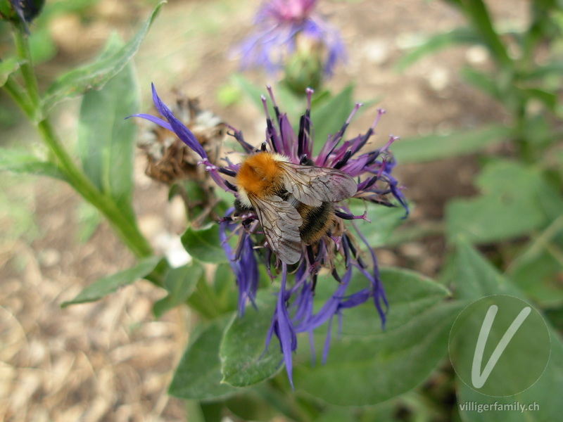 Ackerhummel: Übersicht
